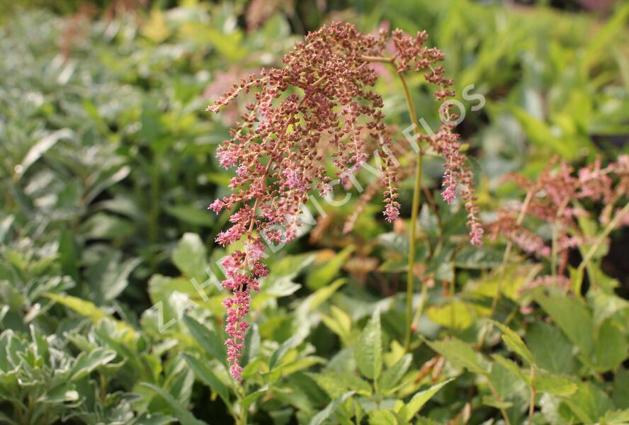 Čechrava Thunbergova 'Straussenfeder' - Astilbe thunbergii 'Straussenfeder'