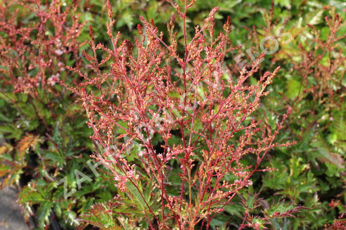 Čechrava 'Inshriach Pink' - Astilbe simplicifolia 'Inshriach Pink'