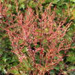 Čechrava 'Inshriach Pink' - Astilbe simplicifolia 'Inshriach Pink'
