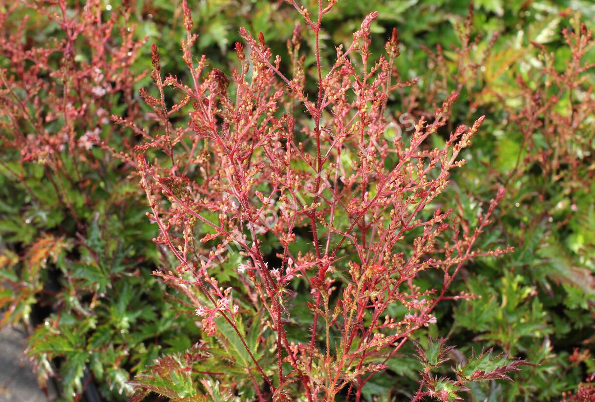 Čechrava jednoducholistá 'Inshriach Pink' - Astilbe simplicifolia 'Inshriach Pink'