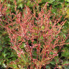Čechrava 'Inshriach Pink' - Astilbe simplicifolia 'Inshriach Pink'