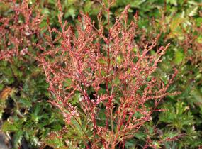 Čechrava jednoducholistá 'Inshriach Pink' - Astilbe simplicifolia 'Inshriach Pink'