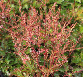 Čechrava 'Inshriach Pink' - Astilbe simplicifolia 'Inshriach Pink'