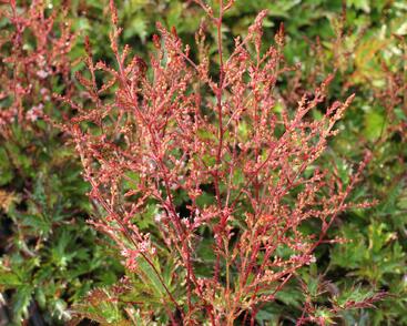 Čechrava jednoducholistá 'Inshriach Pink'