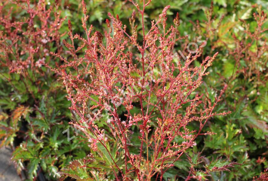 Čechrava jednoducholistá 'Inshriach Pink' - Astilbe simplicifolia 'Inshriach Pink'
