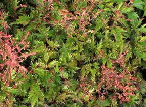 Čechrava jednoducholistá 'Inshriach Pink' - Astilbe simplicifolia 'Inshriach Pink'