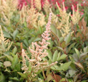 Čechrava Arendsova 'Erika' - Astilbe arendsii 'Erika'