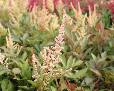 Čechrava Arendsova 'Erika'