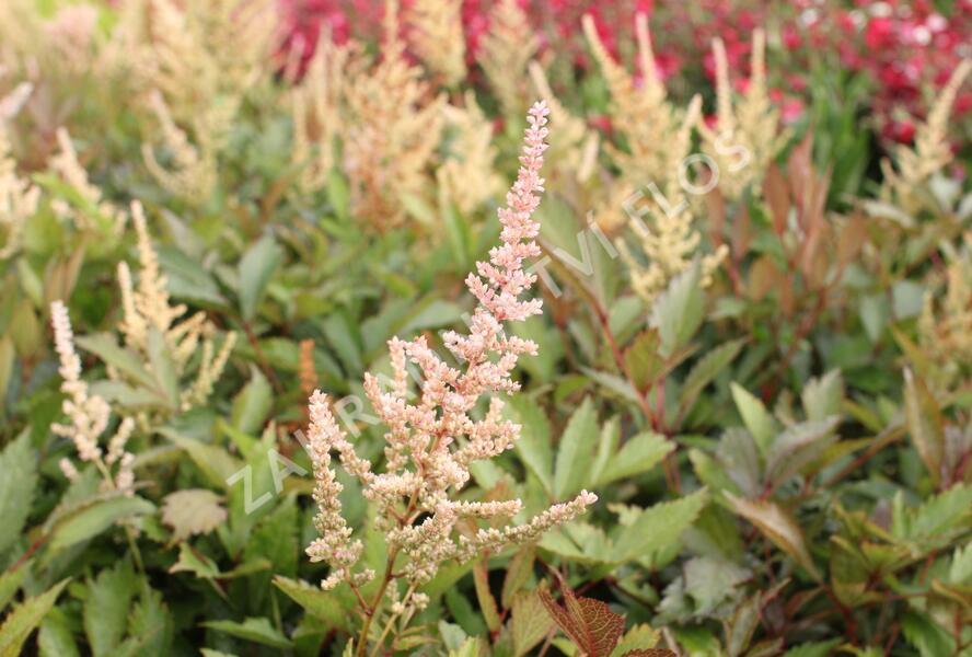 Čechrava Arendsova 'Erika' - Astilbe arendsii 'Erika'