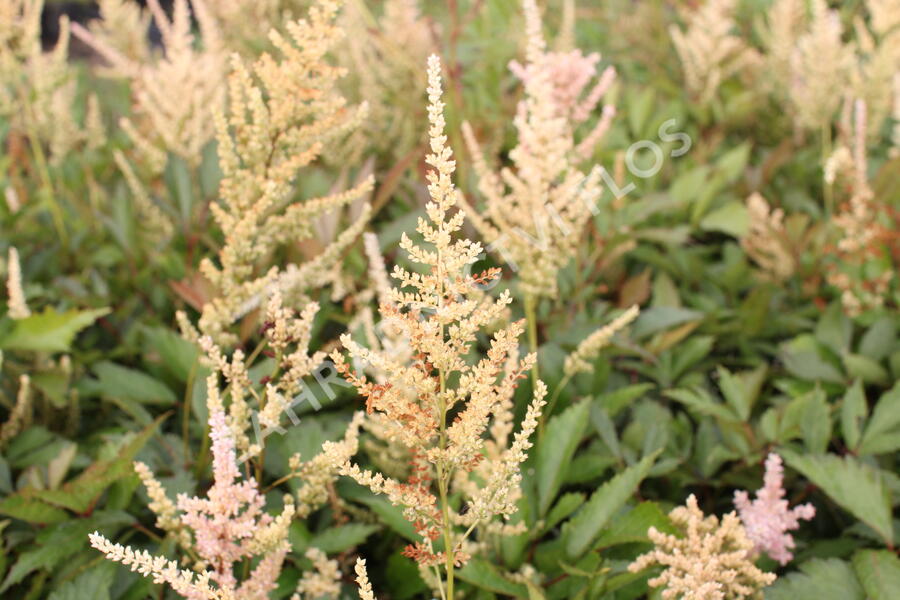 Čechrava Arendsova 'Erika' - Astilbe arendsii 'Erika'