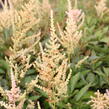 Čechrava Arendsova 'Erika' - Astilbe arendsii 'Erika'