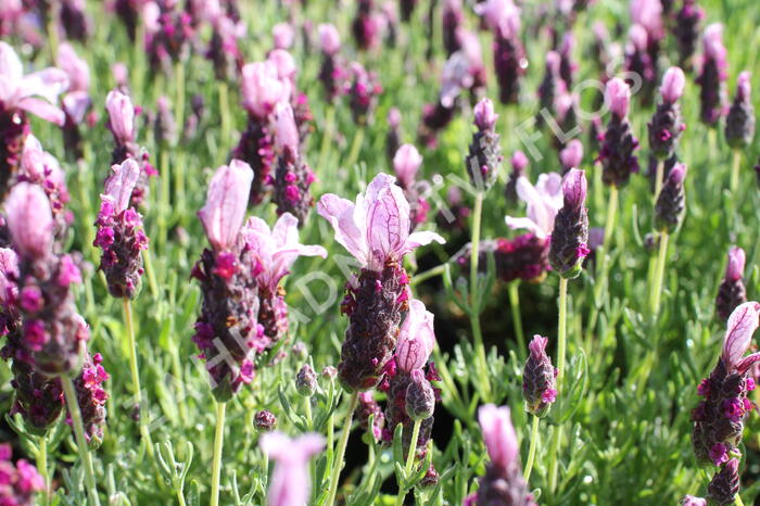 Levandule korunkatá 'Lavita Pink' - Lavandula stoechas 'Lavita Pink'