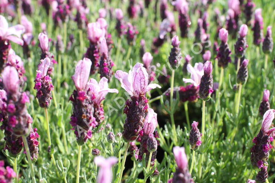 Levandule korunkatá 'Lavita Pink' - Lavandula stoechas 'Lavita Pink'