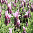 Levandule korunkatá 'Lavita Pink' - Lavandula stoechas 'Lavita Pink'