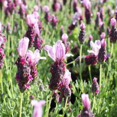 Levandule korunkatá 'Lavita Pink' - Lavandula stoechas 'Lavita Pink'