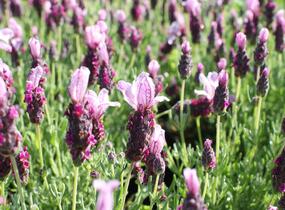 Levandule korunkatá 'Lavita Pink' - Lavandula stoechas 'Lavita Pink'