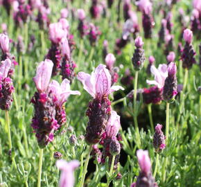 Levandule korunkatá 'Lavita Pink' - Lavandula stoechas 'Lavita Pink'