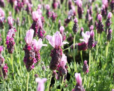 Levandule korunkatá 'Lavita Pink'