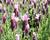 Levandule korunkatá 'Lavita Pink'