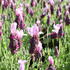 levandule-korunkata-lavita-pink.jpg