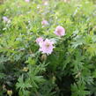 Kakost krvavý 'Striatum Lancastrie' - Geranium sanguineum 'Striatum Lancastrie'