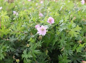 Kakost krvavý 'Striatum Lancastrie' - Geranium sanguineum 'Striatum Lancastrie'