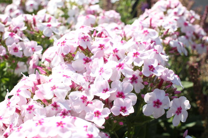 Plamenka latnatá 'Flame White Eye' - Phlox paniculata 'Flame White Eye'