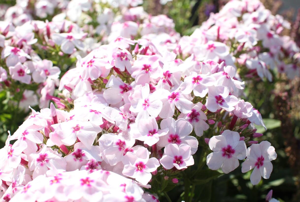Plamenka latnatá 'Flame White Eye' - Phlox paniculata 'Flame White Eye'
