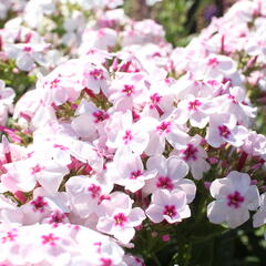 Plamenka latnatá 'Flame White Eye' - Phlox paniculata 'Flame White Eye'