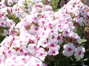 Plamenka latnatá 'Flame White Eye' - Phlox paniculata 'Flame White Eye'