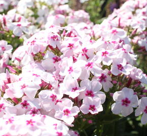 Plamenka latnatá 'Flame White Eye' - Phlox paniculata 'Flame White Eye'