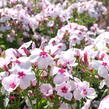 Plamenka latnatá 'Flame White Eye' - Phlox paniculata 'Flame White Eye'