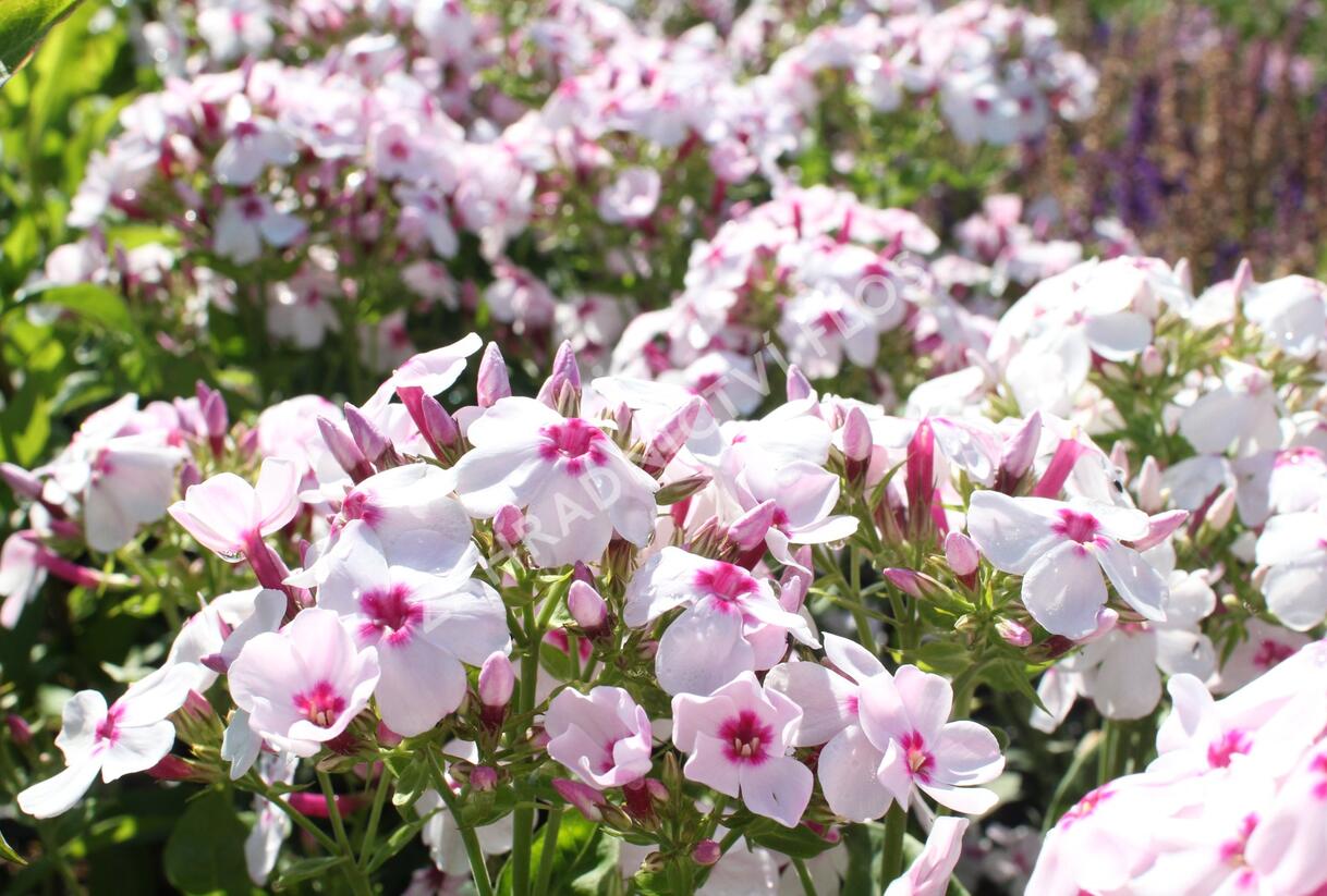 Plamenka latnatá 'Flame White Eye' - Phlox paniculata 'Flame White Eye'