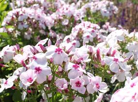 Plamenka latnatá 'Flame White Eye' - Phlox paniculata 'Flame White Eye'