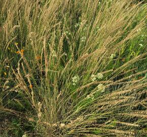 Moskytovka - Bouteloua curtipendula