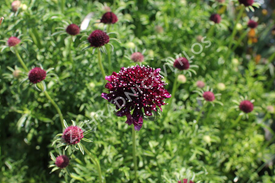 Hlaváč fialový 'Barroca' - Scabiosa columbaria 'Barroca'