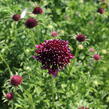 Hlaváč fialový 'Barroca' - Scabiosa columbaria 'Barroca'