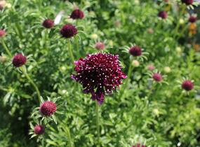 Hlaváč fialový 'Barroca' - Scabiosa columbaria 'Barroca'