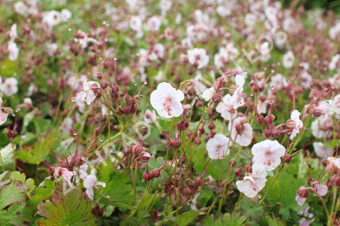 Kakost 'Lohfelden' - Geranium x cantabrigiense 'Lohfelden'