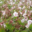 Kakost 'Lohfelden' - Geranium x cantabrigiense 'Lohfelden'