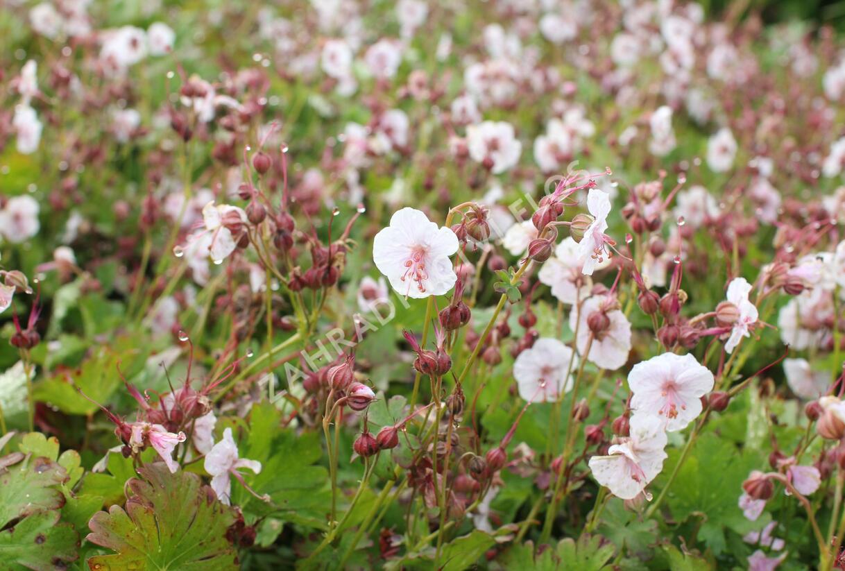 Kakost 'Lohfelden' - Geranium x cantabrigiense 'Lohfelden'