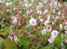 Kakost 'Lohfelden' - Geranium x cantabrigiense 'Lohfelden'