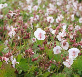 Kakost 'Lohfelden' - Geranium x cantabrigiense 'Lohfelden'