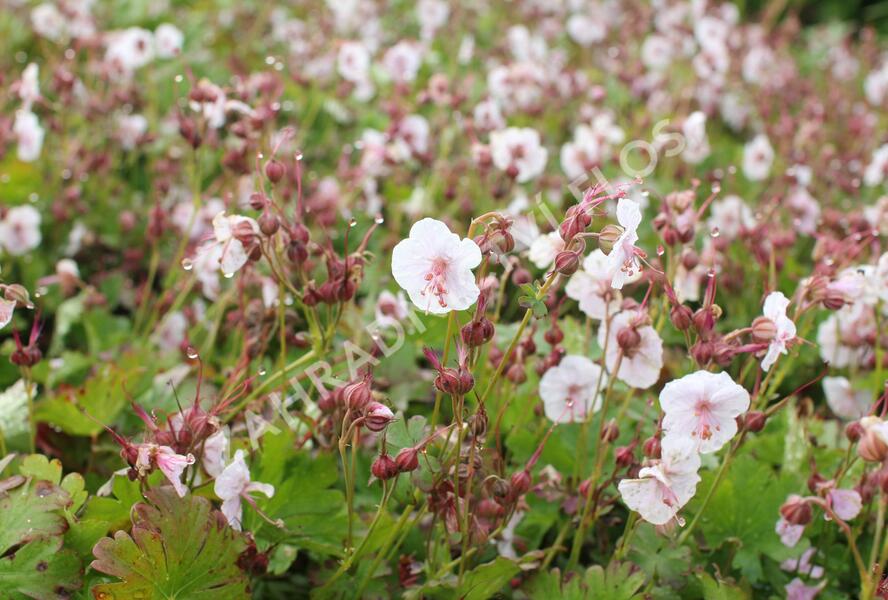 Kakost 'Lohfelden' - Geranium x cantabrigiense 'Lohfelden'