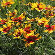 Krásnoočko přeslenité 'Corleone Red & Yellow' - Coreopsis verticillata 'Corleone Red & Yellow'