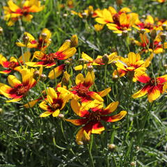 Krásnoočko přeslenité 'Corleone Red & Yellow' - Coreopsis verticillata 'Corleone Red & Yellow'