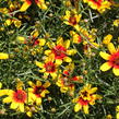 Krásnoočko přeslenité 'Corleone Red & Yellow' - Coreopsis verticillata 'Corleone Red & Yellow'