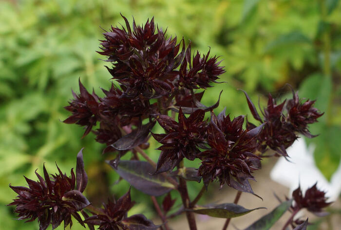 Plamenka latnatá 'Blind Lion' - Phlox paniculata 'Blind Lion'