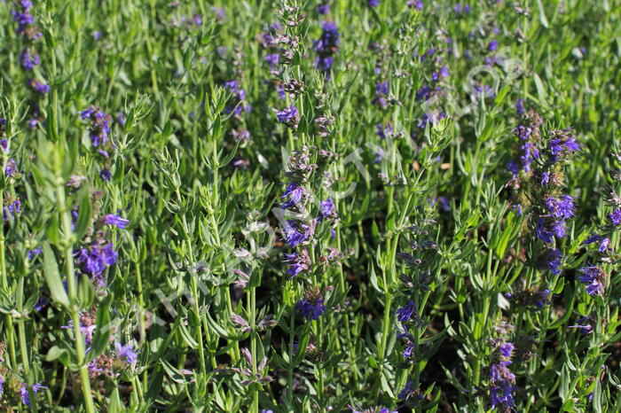Yzop lékařský 'Blues' - Hyssopus officinalis 'Blues'
