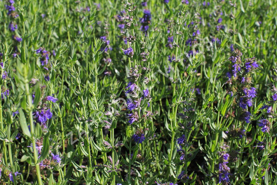 Yzop lékařský 'Blues' - Hyssopus officinalis 'Blues'